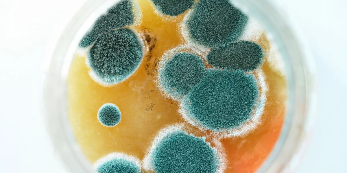 mycotoxins and h pylori