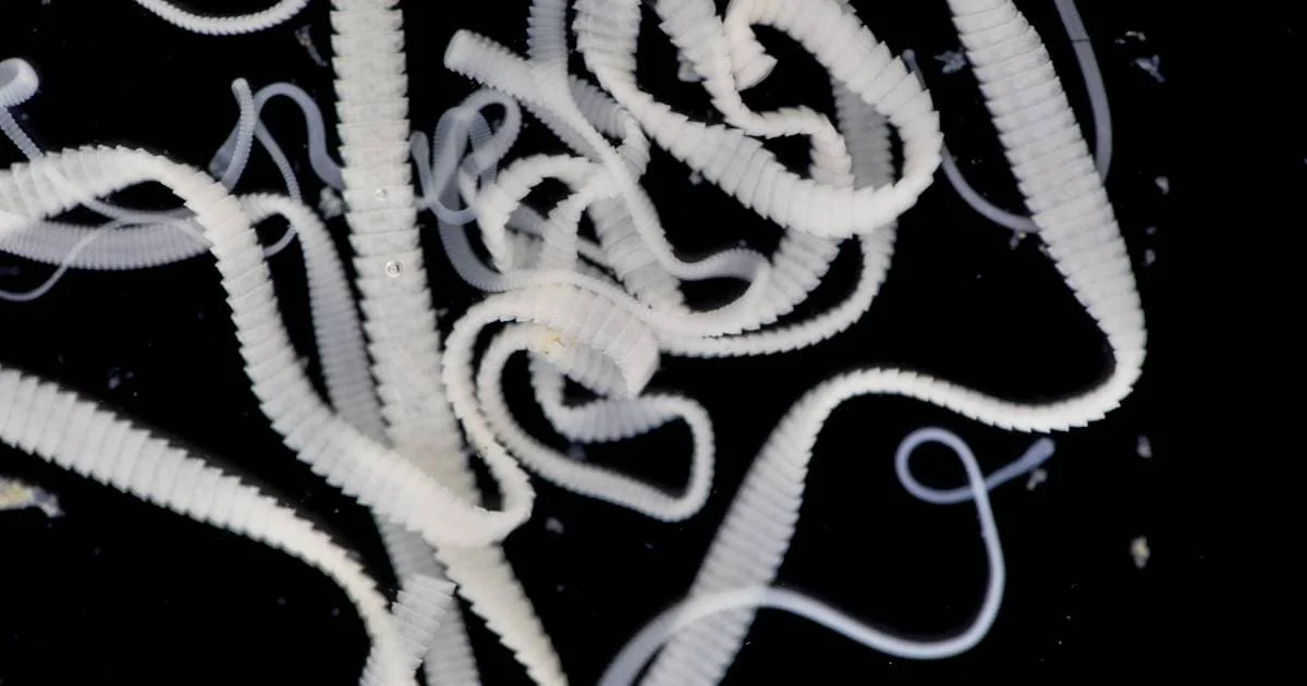 tapeworm